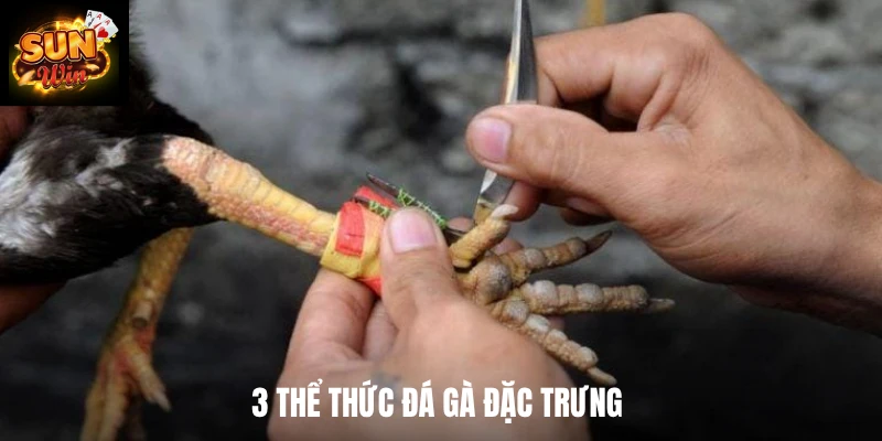 3 thể thức đá gà đặc trưng 
