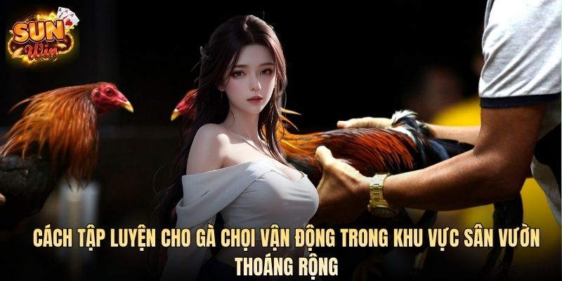 Cách tập luyện cho gà chọi vận động trong khu vực sân vườn thoáng rộng
