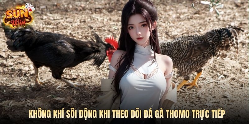 Không khí sôi động khi theo dõi đá gà Thomo trực tiếp