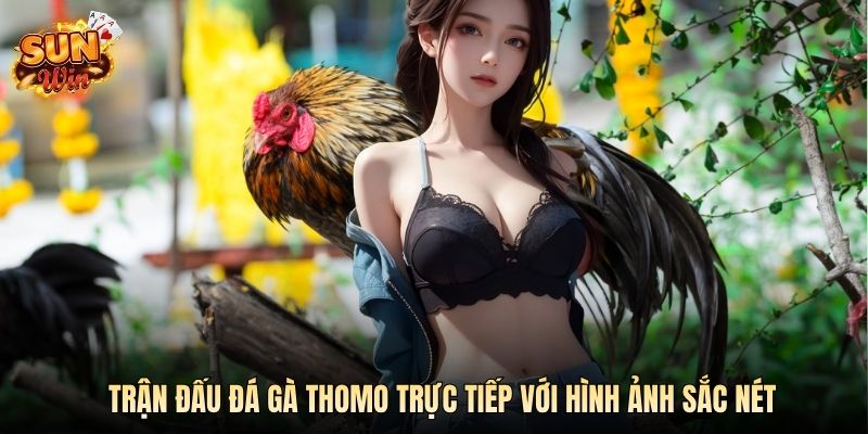 Trận đấu đá gà Thomo trực tiếp với hình ảnh sắc nét
